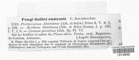Peridermium abietinum image